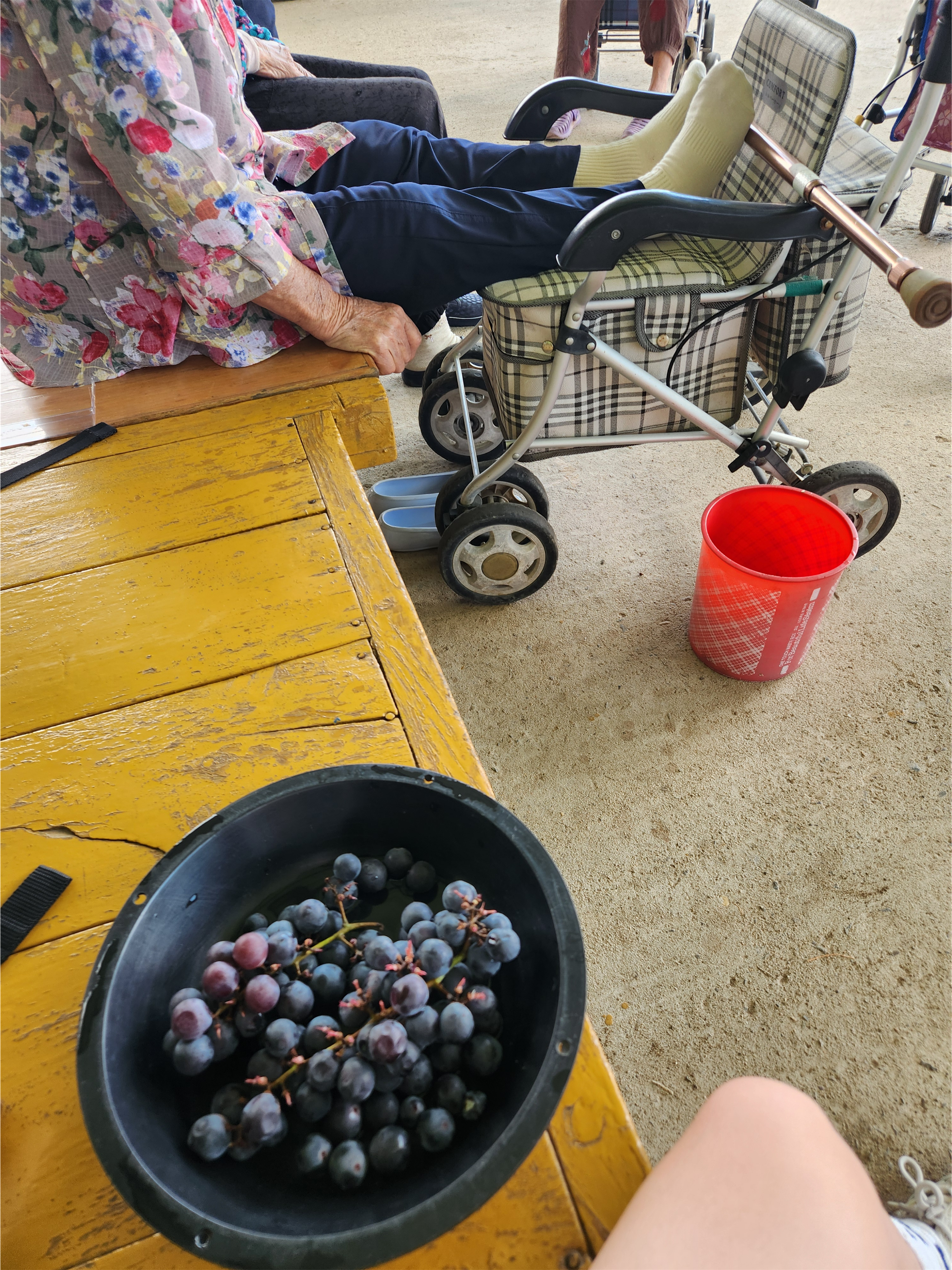 초전2리 어르신이 주신 포도